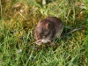 Bank Vole